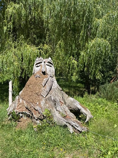 A carved wooden stump resembling a face is situated in a grassy area with a weeping willow tree in the background. The stump has features such as eyes, a nose, and a mouth, and is decorated with what appears to be straw or dry grass around the face area, forming a beard. To the left of the stump, a wooden post with wire attached is visible. The environment appears to be an outdoor, natural setting, likely a park or garden. The image does not contain any people or indicate any actions or interactions. The location is identified as the city of Verzasca, Switzerland.
