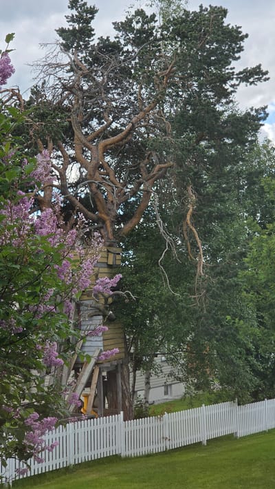 The image depicts a unique structure, seemingly a treehouse or a platform built around the trunk of a large, gnarled tree. The tree has thick, twisted branches and a mix of green foliage and bare, exposed wood. In the foreground, a cluster of blooming lilac bushes with purple flowers adds a touch of color to the scene, with their branches partially obscuring the lower portion of the tree and structure.
The treehouse itself is constructed with wooden planks, painted in a weathered yellow and grey. It is supported by sturdy wooden beams and poles, giving it a rustic and handmade appearance. The structure appears to be elevated, with an opening visible at its base.
Behind the tree and structure, a modern house with light-colored siding and windows is visible. This suggests a residential setting. A white picket fence runs horizontally across the lower part of the image, separating the grassy lawn from the area with the tree and house. The lawn is well-maintained and green.
The sky is overcast with some patches of blue sky and white clouds, indicating a moderately bright day. The overall impression is one of a charming, slightly unconventional backyard with a focus on the unusual tree and its incorporated structure.
This scene is located in Tynset, Norway.