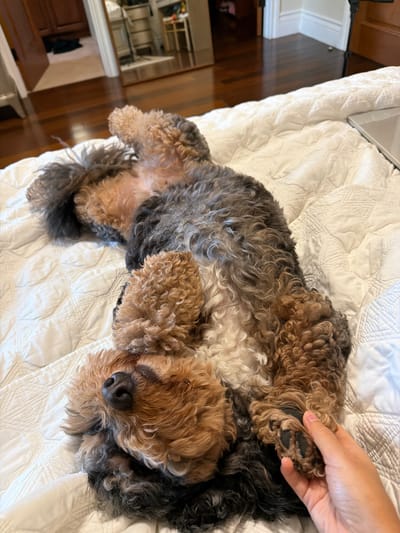 A person's hand is holding the paw of a shaggy, brown and grey dog that is lying on its back on a white, quilted bed. The dog's eyes are closed, and its head is tilted to the side. The background shows a wooden floor and a doorway, suggesting an indoor domestic setting. The image was captured on a white quilted comforter. The location is Pinecrest, United States of America.