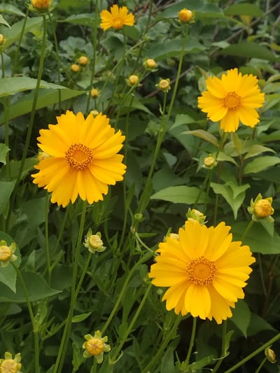 In the village of Akberdino, Russia, a cluster of bright yellow flowers with dark centers is in bloom. The flowers, appearing to be Coreopsis or a similar species, are scattered amongst lush green foliage. Several buds are also visible, suggesting the plants are still in their prime flowering season. The scene is outdoors, likely in a garden or natural setting.