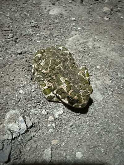 A green toad with a mottled brown and white pattern sits on a gravelly surface. The toad is positioned in the center of the frame, facing slightly to the right. Its eyes are visible, and its body is slightly raised. The ground is composed of small grey pebbles and larger stones, with some scattered debris. The lighting suggests it may be nighttime or an artificially lit environment. The scene is devoid of human presence or activity. There is no information in the image that places it specifically in Serebryakovka, Russia.