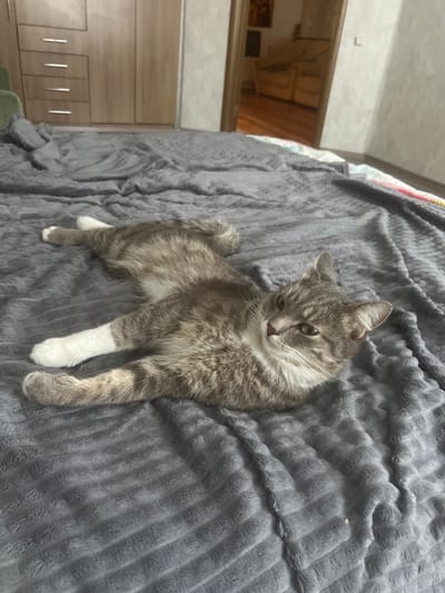 A gray tabby cat with white paws lies on a textured gray blanket spread across a bed. The cat is facing the viewer, with its head tilted slightly to the right. In the background, a wooden wardrobe with drawers is visible on the left, and a doorway leading to another room is on the right. The room appears to be a bedroom. The image was taken indoors in a domestic setting, likely a residential apartment or house. Based on the available information, the specific location within Хаціслаўскі сельскі Савет, Belarus cannot be determined.
