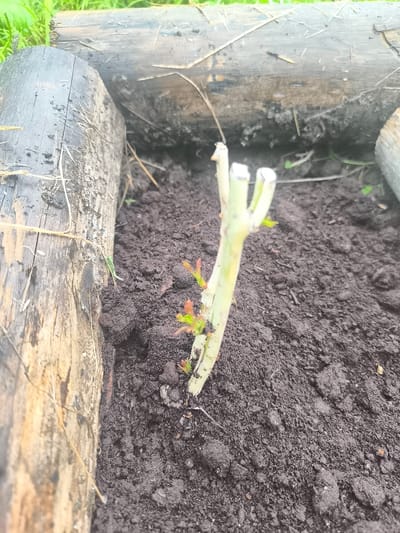 A close-up, eye-level shot captures a newly planted rose cutting emerging from dark, rich soil. The cutting, a pale green stem with a few tiny red and green leaves, stands vertically in the center of the frame. It appears to be the main subject, with a few more small buds visible lower down its stem. The soil surrounding it is dark and somewhat clumpy, suggesting it has been recently tilled or watered.

The cutting is positioned within a raised garden bed, defined by two thick, weathered wooden logs on the left and top edges of the frame. These logs have a rough texture, showing signs of age and exposure to the elements, with some dry grass strands and dark stains visible on their surfaces. Beyond the logs, out-of-focus green foliage suggests an outdoor garden setting.

The lighting suggests it might be daytime, with the natural light illuminating the scene. There are no people visible in the image. The overall impression is one of new growth and the beginning of a gardening project. The image provides no visible text. The location context indicates Posadnikov Ostrov, Russia, which implies a temperate climate.