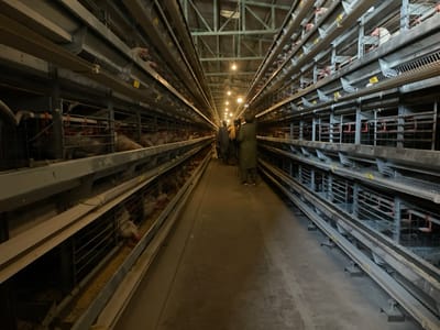 This image displays the interior of a commercial poultry farming facility in Shuyene Vosta, Afghanistan. A concrete-floored central aisle extends into the background, flanked on both sides by multiple tiers of metal cages. Each cage tier contains numerous white chickens and features integrated feeding troughs holding granular feed. The ceiling, constructed with metal beams, supports several exposed light bulbs that illuminate the long, narrow space. Towards the distant end of the aisle, two individuals are visible; one, clad in a dark, long garment, stands facing away from the viewer, observing the facility. The chickens are confined within the cages.