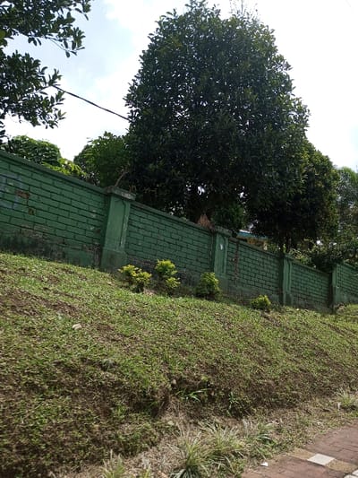 The image depicts an outdoor scene in Viengthong, Laos, captured under daylight conditions. In the foreground, a grassy embankment slopes upwards from the bottom of the frame, showing patches of sparse green grass and exposed soil. A section of a reddish-brown brick sidewalk with light-colored rectangular inserts is visible at the lower right. Thin, variegated green and white plants grow sparsely along the edge of the sidewalk and at the base of the embankment.

A dark green brick wall, approximately 1.5 to 2 meters high, extends horizontally across the midground at the top of the embankment. The wall features regularly spaced vertical pillars, also painted dark green, which show signs of minor wear and discoloration, particularly near their bases. Three small, bushy plants with bright yellowish-green foliage are positioned at intervals along the base of the wall on the grassy slope.

Behind and above the wall, numerous large, verdant trees with dense canopies occupy the upper half of the frame, suggesting a treeline or forest behind the wall. The sky above is partially visible, showing light blue patches interspersed with white clouds. A dark, thin cable or power line stretches horizontally across the upper left quadrant of the sky. No individuals or discernible actions are present in the scene.