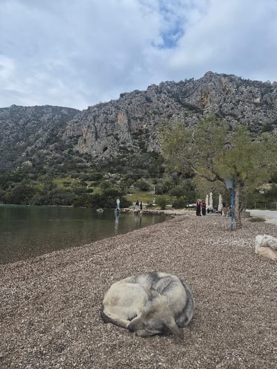 A grey and tan dog is observed sleeping curled on a multi-toned pebbled beach in the Municipal Unit of Loutraki - Perachora, Greece. The beach extends to a calm body of water on the left. In the midground, a person in a light-colored jacket stands at the water's edge across the bay, with other indistinct figures visible further along the distant shore. To the right, a tree with sparse green foliage stands on the pebbles, adjacent to several white, column-like structures and a blue metal post. A small group of individuals, some wearing darker clothing, are positioned near these structures. The background features steep, rugged mountains with exposed grey rock and scattered green vegetation. The sky above is overcast with a mix of white and grey clouds.