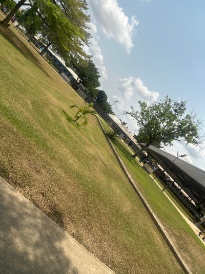 The image depicts an expansive outdoor scene, presumably within Ozuaha, Nigeria, under a bright, partly cloudy sky. The perspective is diagonal, looking across a large grassy area. In the immediate foreground on the bottom left, a concrete border or pathway edge is visible. The midground is primarily a wide, mown lawn, presenting a mix of green and drier, lighter-colored grass. Two small, distinct plants are rooted in the lawn: a young palm-like plant toward the left and a spiky, agave-like plant further right. A narrow, light-colored pedestrian path diagonally traverses the lawn from mid-left to mid-right.
In the background, several mature trees with dense green foliage partially obscure a light blue and white multi-story building to the left. To the right, a long, open-sided shelter with a dark, sloped corrugated roof covers an area with visible seating. Multiple human figures are present beneath this structure, some appearing to be seated in rows. A tall pole-mounted street light with a flat, modern fixture stands adjacent to this covered area. Another large tree, displaying both green leaves and visible branches, is situated further right. The upper portion of the image reveals a clear blue sky with scattered white cumulus clouds.