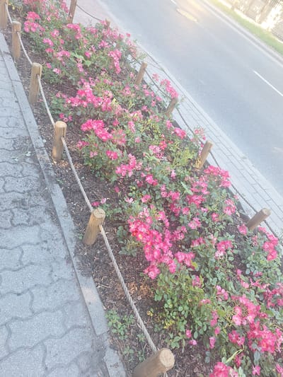 The image depicts a flowerbed of pink roses alongside a paved walkway and a road. Wooden posts with rope dividers delineate the flowerbed. The scene appears to be in a public area, possibly a park or a street in the city of Mińsk Mazowiecki, Poland, given the information provided. The lighting suggests it might be daytime, with a slight glare indicating sunlight. No people are visible in the frame.