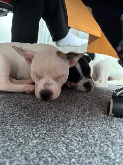 The image shows two dogs asleep on a grey carpet. A leg clad in black trousers and a white sock is visible to the left of the dogs, along with part of a wooden table. The location is not specified and cannot be determined from the image.