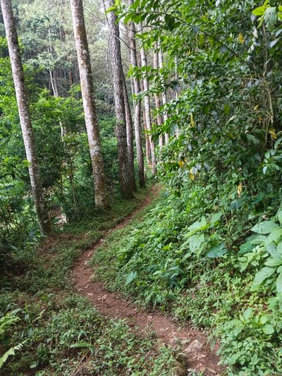 The image displays a winding dirt path through a dense and verdant forest, likely in Chilanga, Zambia. Tall, slender trees, some with smooth, light-colored bark and others with darker, textured trunks, line the left side of the path, forming a natural corridor. The forest floor and the slopes on either side of the trail are covered in an abundance of lush green undergrowth, consisting of various types of plants, bushes, and ferns.
The path itself is narrow and made of reddish-brown earth, showing signs of use, suggesting it is a hiking trail or a well-trodden route through the woods. Occasional small rocks are visible along the path and embedded within the vegetation. The dense foliage creates an immersive natural environment.
No people or animals are visible in the scene, contributing to a sense of peace and solitude. The lighting is soft and diffused, indicating either an overcast day or dappled light filtering through the tree canopy, which highlights the vibrant greens of the vegetation without harsh shadows. The overall impression is one of natural beauty and an invitation to explore the quiet depths of the forest. There is no visible text within the image.