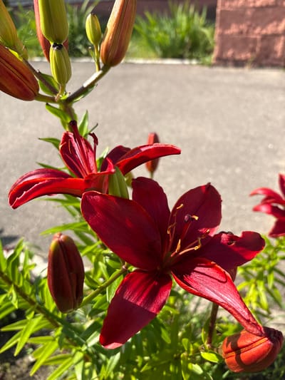 A close-up, outdoor photograph captures several dark red lily flowers and buds in various stages of bloom. The lilies are on a green stem with lush green foliage. In the background, a light gray paved surface, possibly a walkway or road, is visible, with a blurred brick wall and more green foliage further in the distance. The lighting suggests it is daytime, with sunlight casting shadows and highlighting the petals. The scene is located in the city of Bahushewsk, Belarus.