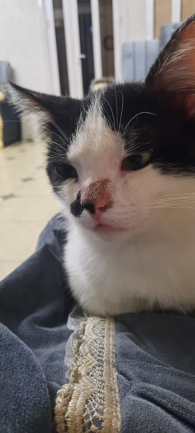 A close-up, medium shot captures a black and white cat's face and upper body. The cat's fur is primarily white with black markings around its ears and eyes. Its nose appears slightly irritated or wounded, with pinkish-red skin and some scabbing. The cat is looking slightly to the right, with its eyes partially closed. The cat is resting on a soft, dark blue fabric, possibly a blanket or clothing, which has a decorative lace trim along the edge. The background is blurred, showing vertical elements that could be doors or blinds, and a hint of furniture. The overall impression is of a domestic setting. The location in Gudermes, Russia, is not visually indicated in the image.