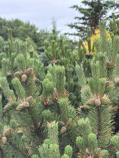 This is a close-up, vertically oriented, natural-light photograph of pine branches in Akatovo, Russia. The foreground is dominated by lush, green pine needles and several small, brown pinecones. The needles are densely packed and appear to have a slight dusting, possibly of pollen or frost. The pinecones are in various stages of development, some appearing more mature than others.
In the background, the focus softens, revealing more pine trees and foliage. A hint of yellow foliage is visible among the green, suggesting a change of season, likely autumn. The sky is overcast, creating a diffused light that evenly illuminates the scene. There are no people or visible text in the image. The overall impression is one of a tranquil, natural setting.