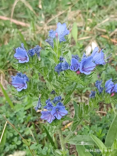 A close-up, eye-level, medium shot captures a cluster of vibrant blue flowers with elongated petals and purple stamens. The flowers are arranged on a green, spiky stem, surrounded by lush green foliage and dry grass. The background is blurred, creating a soft bokeh effect that emphasizes the delicate details of the flowers. A timestamp in the bottom right corner reads "20.06.2026 16:59". The overall impression is one of natural beauty and tranquility.
