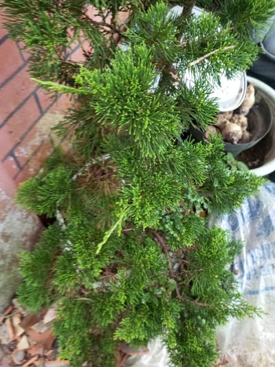 An overhead photograph displays a potted coniferous plant, characterized by dense, bright green, scale-like foliage, with some older brown growth visible deeper within the branches. The plant is contained within a dark-colored pot. To the left of the plant, a reddish-brown brick wall with white mortar lines is partially visible, alongside ground debris consisting of terracotta fragments and dried organic matter. To the right, a second dark pot holds several light brown, bulbous tubers, partially obscured by a white, cylindrical object. A crumpled white and blue patterned textile, possibly a tarp, lies on the ground to the right. The scene is illuminated by natural light. The location is Naya Andura, India. No individuals are present, and no actions or interactions are depicted.