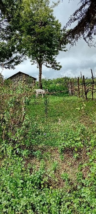 This image depicts a rural, overgrown scene in Rwanyambo, Kenya, under a cloudy sky. In the mid-ground, a small, light-colored quadrupedal animal, consistent with a goat or lamb, stands on green vegetation near the base of a tall, leafy tree. To the left of the tree, a weathered wooden structure, appearing to be a shed with plank walls and a dark roof, is partially visible. The foreground is densely covered with various green plants and undergrowth. To the right, several irregular wooden posts, some with visible wire, are embedded in the vegetation, suggesting a rustic fence line or agricultural supports. No human figures are present.