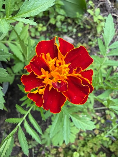 A close-up, top-down shot captures a vibrant, ruffled marigold flower in full bloom. The outer petals are a deep, rich red, with a striking, thin border of bright orange that follows the wavy edges. The center of the flower is a burst of bright yellow-orange, with a densely packed fringe of smaller, stamen-like florets. The flower is surrounded by its characteristic fern-like green leaves, some of which are slightly out of focus, giving the image depth. The background is a blur of dark soil and more green foliage, suggesting the flower is growing in a garden or natural setting. The lighting is soft, highlighting the textures and colors of the marigold. The scene is static, with no discernible activity or people. The image is a still life of a single, colorful flower.