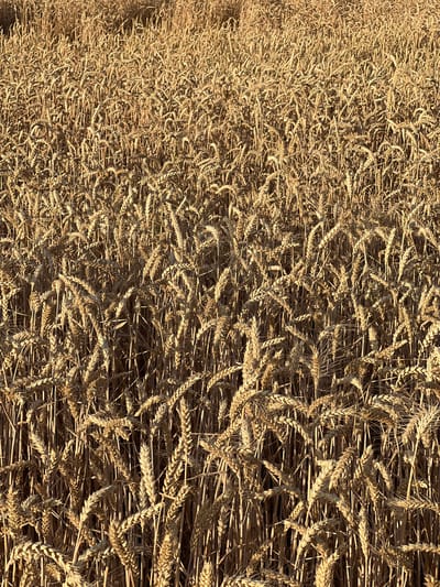 This is a high-angle, close-up, eye-level shot of a dense field of ripe wheat stalks. The wheat is golden brown and appears dry, indicating it is ready for harvest. The stalks are tall and tightly packed, creating a textured surface with various patterns of light and shadow due to the sunlight hitting the field. The image focuses on the wheat itself, with no visible sky, horizon, people, or man-made structures. The location is a wheat field in Měnín, Czechia.