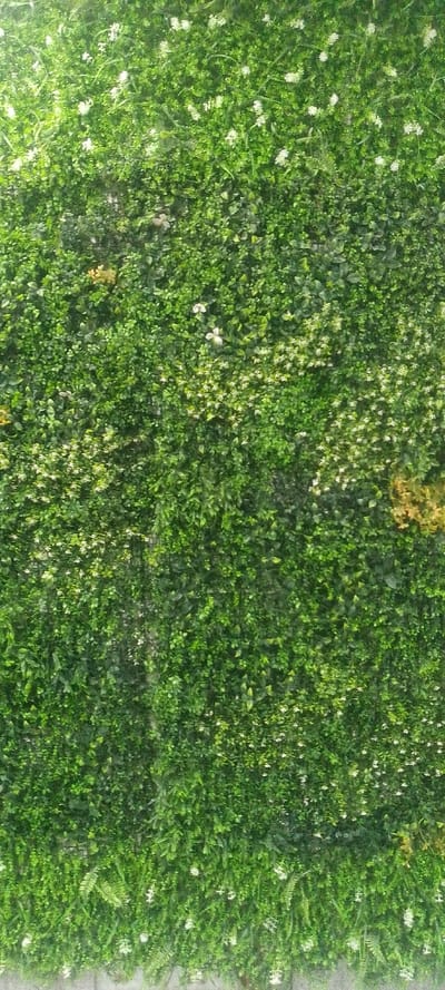 The image displays a dense vertical garden or green wall, entirely covered with a variety of green foliage. The vegetation consists predominantly of small, bright green leaves, forming a textured, uniform surface. Interspersed throughout the green foliage are numerous clusters of small white flowers, appearing as delicate specks. A few areas feature slightly different plant types, including some with larger, fern-like leaves primarily along the bottom edge, and occasional patches of yellowish-brown foliage, indicating slight variation in plant species or possibly some drying. No people, discernible objects, or human activities are visible. The background is completely obscured by the wall of plants. The precise location in Majengo ward, Kenya, cannot be visually confirmed from the image content.