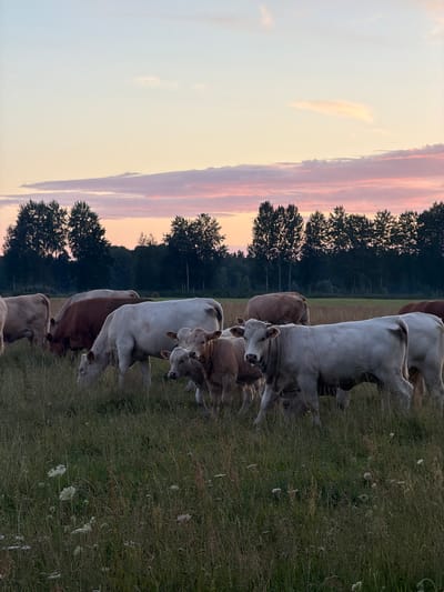 A herd of cows grazes in a field at dusk in Ozoldangas, Latvia. The sky is a soft gradient of pale blue, pink, and yellow, with wispy clouds. A line of dark trees forms the horizon. The cows are primarily light-colored, with one reddish-brown cow among them. They are spread across the grassy field, some with their heads down grazing, others standing and looking around. The foreground is filled with tall, dry grass and a few white wildflowers. The overall atmosphere is peaceful and serene.
