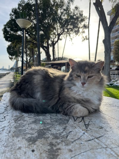 A medium-haired cat with gray, white, and beige fur lies curled on a light gray textured surface, possibly concrete. The background features a tree line, a street lamp, a building, and other structures in the distance, all bathed in a slightly hazy, sunlit scene. This is consistent with a location within Germasogeia, Cyprus. There are no people visible in the frame.