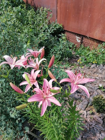 A garden scene features several blooming pink lilies in the foreground. The lilies have delicate, elongated petals and visible stamens. Behind the lilies, a dense green bush provides a lush backdrop. To the right of the lilies, a path of wood chips leads towards a rusty metal wall, part of a structure in the background. The wall is weathered and shows signs of rust. The overall environment suggests a natural outdoor setting, possibly a backyard or a dedicated garden space within the city of Мыльниково, Russia.