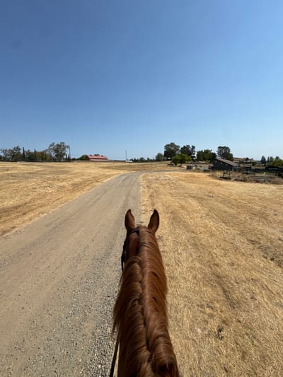 The image displays a first-person perspective from the back of a chestnut-colored horse, looking forward along an unpaved dirt path in Rancho Murieta, United States. The horse's head, neck, and part of its neatly styled, dark mane are visible in the lower center, along with portions of a dark bridle. The light brown, gravelly path extends into the distance, gently curving to the left. On both sides of the path are wide, flat fields covered in dry, golden-brown grass, indicative of a dry season. In the far distance to the left, a red-roofed building, consistent with a barn, is partially visible among scattered trees and utility poles. To the right, additional trees and various rural structures, including what appears to be a dark-roofed shed and fencing, are present. The upper half of the frame is dominated by a clear, bright blue sky, indicating sunny weather.
