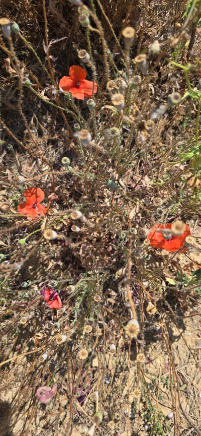 This image depicts a patch of dry, tangled vegetation, likely found in a rural or arid setting, possibly Spain given the location context of Angüés. The primary subjects are a scattering of vibrant red poppies, their delicate petals a stark contrast to the muted browns and tans of the surrounding dried stalks and seed pods. Several seed pods are visible, some green and plump, others dried and papery with intricate star-like patterns on their tops. A few wilted or faded pinkish-purple flowers are also interspersed among the red poppies.

The scene appears to be outdoors under natural daylight, with harsh shadows suggesting a sunny day, possibly midday or afternoon. The dry, brittle nature of the plants and the sandy ground hint at a warm or hot climate, and perhaps a dry season. There is no visible text in the image. The overall impression is one of natural, untamed growth, with the bright poppies offering a fleeting moment of vivid color amidst the otherwise somber tones of decay and drought. The image captures a still moment in nature, emphasizing the cycle of growth and dormancy.