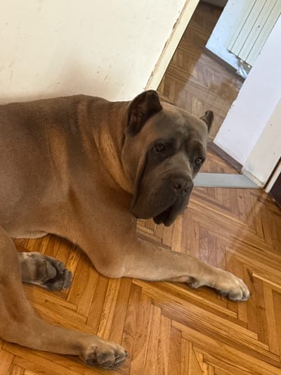 An adult Cane Corso dog lies on its side on a wooden parquet floor. The dog is facing the viewer, with its head turned slightly to its right. Its fur is a tan color, and its eyes are dark brown. The dog's mouth is slightly open, and its tongue is visible. The floor is made of light brown wooden planks laid in a herringbone pattern. A white wall is visible in the background, with a doorway to the right. The scene appears to be indoors, in a residential setting. The location of Apatin Municipality, Serbia, cannot be determined from the image alone.