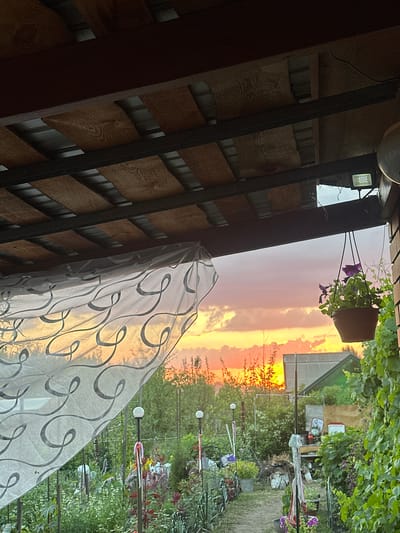 The image depicts a sunset view from under a covered porch or pergola in Bazhevo, Russia. The foreground features a sheer white curtain with a dark, swirling pattern hanging from the structure. The porch roof is constructed of wooden planks supported by dark metal beams. To the right, a potted plant with purple flowers hangs from a string. Beyond the porch, a garden area is visible with various plants, flowers, and garden elements, including decorative lights on poles and gardening tools. In the background, residential buildings with grey and green roofs are nestled among trees and foliage. The sky is a vibrant mix of orange, pink, and yellow, with scattered clouds, indicating the sun is low on the horizon. The overall scene conveys a peaceful, domestic atmosphere.