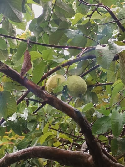 The image depicts a close-up, low-angle view of a guava tree in Limbangan Sari, Indonesia. Two semi-ripe guavas are prominently featured in the mid-ground, suspended from dark brown, wet branches. The fruit on the left is a pale yellowish-green, while the one on the right is a slightly darker green, both exhibiting a textured surface with visible water droplets. Numerous green, ovate leaves, also bearing water droplets, surround the fruits and branches, occupying the majority of the frame. One dried, curled brown leaf is attached to a branch in the upper left quadrant. The background shows glimpses of an overcast sky through gaps in the dense foliage. There are no individuals or other significant objects present in the scene. The overall appearance of water droplets on the leaves and branches indicates a recent rain event or high humidity.