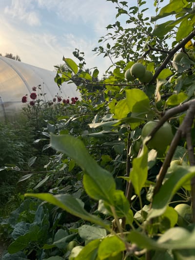 In Kochetlo, Russia, an outdoor scene captures a garden setting under a pale sky with wispy clouds and the sun low on the horizon, casting a warm glow. In the foreground, a branch of a tree laden with green apples hangs into view, its leaves and bark clearly visible. To the left, a white, translucent greenhouse structure dominates the middle ground, its curved form illuminated by the soft light. Inside the greenhouse, a row of deep red dahlias stands out against the verdant foliage, their blossoms reaching upwards. The garden floor is a dense carpet of green plants, including what appears to be a large, leafy cabbage plant. The overall impression is one of a peaceful, late-afternoon harvest in a rural environment.