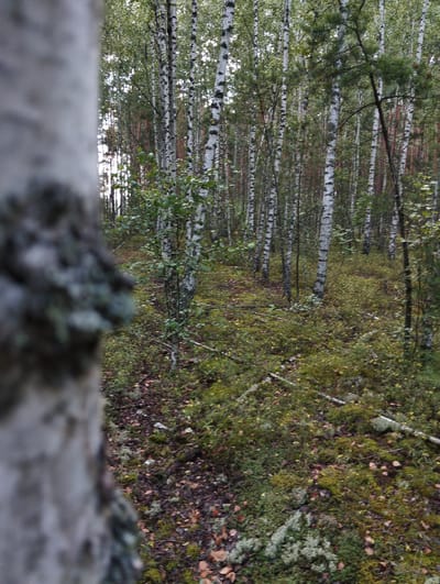 This is a close-up, out-of-focus shot of the bark of a tree on the left, with a blurry forest scene on the right. The forest is dense with birch trees, characterized by their white bark with black markings. The ground is covered in moss, fallen leaves, and some scattered small yellow flowers. The lighting suggests it is daytime, likely overcast, with soft shadows. The environment appears to be a natural woodland area. There are no people or animals visible.