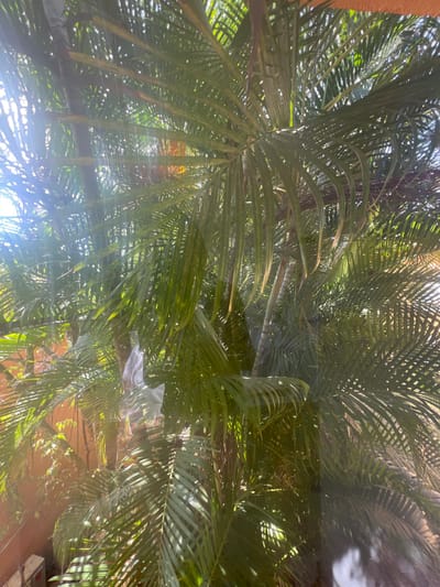 A perspective shot looking upwards into the dense fronds of palm trees. Sunlight filters through the leaves, creating a dappled effect. The scene appears to be in a tropical or subtropical location, with lush foliage dominating the view. A building or wall can be seen in the background, partially obscured by the foliage. The overall impression is one of vibrant greenery and warm, natural light.