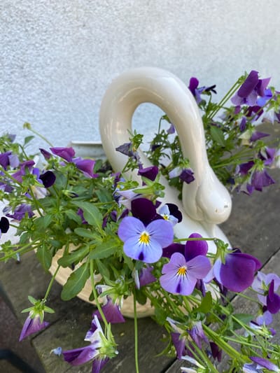 A ceramic planter, shaped like a swan with its neck curved into a loop, is filled with purple and blue pansies. The planter sits on a dark-stained wooden surface, likely a table or ledge. To the left of the planter is a textured, light-colored wall. The image was captured in Wielka Wieś, Poland.