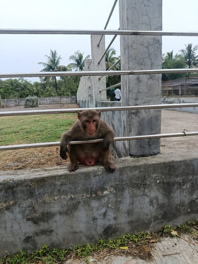 In Baniashanta, Bangladesh, a rhesus macaque monkey is perched on a concrete ledge, its body partially obscured by horizontal metal bars. The monkey faces forward, its gaze directed towards the viewer. Its fur is a mix of brown and grey, and its face displays reddish-pink skin. The immediate foreground consists of the grey concrete ledge, with dry grass and small green plants growing at its base. Behind the monkey, the environment opens up to a fenced enclosure with a grassy field. Beyond the enclosure, palm trees and lush green vegetation are visible against an overcast sky. In the background, two individuals, one wearing a green headscarf and the other a white shirt, are walking away from the camera. Concrete pillars with metal railings are prominent features in the middle ground, framing the scene.