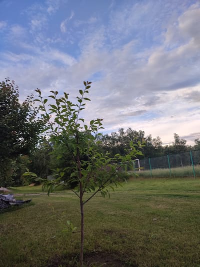 A small, slender tree with green leaves stands in a grassy area. The tree is positioned in the foreground, with its branches reaching upwards. Behind the tree, a chain-link fence stretches across the middle ground, separating the grassy area from a patch of taller grass and vegetation. In the background, a line of trees forms a dense forest. The sky above is a mix of blue and white clouds, with the sun low on the horizon, suggesting it is either early morning or late evening. The scene appears to be a park or a yard in the city of Voskobiinyky, Ukraine. There are no people or animals visible in the image.