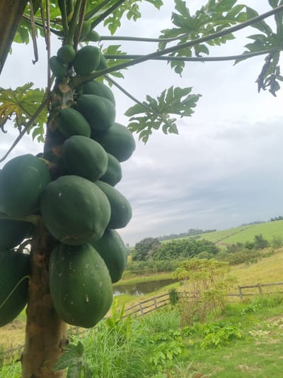 The image shows a close-up of a papaya tree laden with unripe, green papayas. The tree is in focus, with its trunk and fruit filling the left and central portions of the frame. The background reveals a rural landscape under a cloudy sky, featuring rolling green hills, a body of water, a wooden fence, and various types of vegetation. The scene suggests an agricultural setting, likely a farm or orchard. The location is specified as Laranjal Paulista, Brazil.