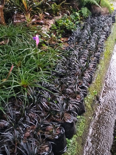The scene depicts a cultivated botanical area located in Pea Reang District, Cambodia. In the foreground, a dark, damp, textured surface, possibly a concrete edge or pathway, runs horizontally along the right side of the image, showing water accumulation and light-colored speckles. Adjacent to this surface, a vertical bank is covered with green moss and small herbaceous growth.

Dominating the mid-ground is a long, linear arrangement of numerous small plants, each contained within an individual black plastic grow bag. These plants exhibit slender, dark-colored leaves, consistent with *Ophiopogon planiscapus 'Nigrescens'* or a similar species. They are densely packed in rows, extending from the bottom center towards the upper right.

To the left and slightly behind these potted plants, a dense cluster of vibrant green, grass-like plants with broader blades is established, appearing either in the ground or larger containers. Among these green plants, a single, erect stalk features a prominent, fuchsia-pink flower at its apex, positioned centrally within the green foliage.

The background and upper left quadrant reveal a diverse array of other plant life, including larger leafed specimens and several plants resembling bromeliads or similar terrestrial epiphytes, indicating a lush, mixed planting environment. The overall ground appears moist and earthy, suggesting recent precipitation or irrigation. No human subjects, animals, or artificial structures other than the plant bags are discernible.