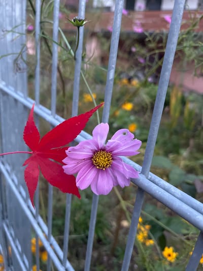 This image presents a close-up view of a red, five-lobed leaf and a light purple flower, both positioned against a light gray galvanized metal grid fence. The red leaf, resembling a Japanese maple, is on the left, while the approximately ten-petaled purple flower, featuring a yellow-orange central disc and minor petal perforations, is situated to its right, both held by the fence's horizontal and vertical bars. The background is rendered out of focus, showing green foliage, scattered yellow and purple flowers, and a blurred reddish building structure, indicating an outdoor, likely garden or cultivated environment. The scene is illuminated by natural, diffuse light. No individuals or dynamic actions are depicted. This scene is located in Oppenau, Germany.