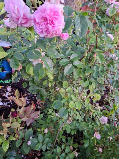 The image depicts a close-up view of a rose bush with abundant green foliage and several pink roses in various stages of bloom, including fully open flowers and buds. Some of the rose petals appear slightly wilted. The bush is planted in dark soil, with some fallen petals scattered on the ground. To the left of the frame, a portion of a black cylindrical object with a blue and green graphic of a cat's face and green text that reads "RIV" is visible. The scene appears to be outdoors, likely in a garden setting. The location is identified as Grigorovo, Russia.