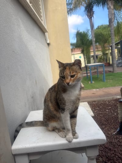 A calico cat is sitting on a white table outdoors, with a textured gray wall to its left and a yellow building in the background. Palm trees and a blue table are visible in the yard. The cat is looking down and to the right. The scene is likely in the Shaar HaNegev Regional Council, Israel, as indicated by the presence of palm trees and the general appearance of the buildings and landscaping.