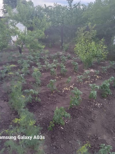 The image depicts a garden scene in Chystiakove, Ukraine. The main subjects are rows of young plants, likely vegetables, growing in dark soil. Some of the plants have green leaves, while others appear to be in an earlier stage of growth or have some withered leaves. Interspersed among the plants are bits of straw or dried plant matter. On the right side of the image, a feathery green plant, possibly dill, is visible. In the background, trees with dense green foliage create a backdrop, and a hint of a fence can be seen. A white structure, possibly a building, is partially visible behind the trees. The lighting suggests it is daytime, possibly overcast or late afternoon, as there are no strong shadows. The overall scene conveys a sense of agriculture or gardening. Text is visible vertically on the right side of the image: "Samsung Galaxy A03s".