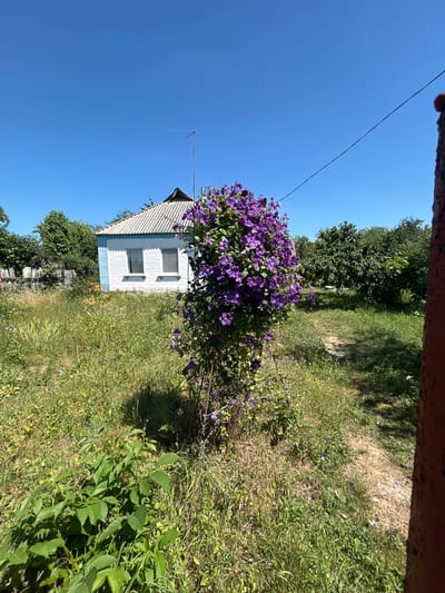 The image depicts a bright, sunny day in the village of Malyi Trostianets, Ukraine. The foreground is dominated by a large bush of vibrant purple clematis flowers, supported by a metal frame. To the left, there is lush green foliage and a path winding through overgrown grass and wildflowers. In the mid-ground, a small, white house with a blue trim and a corrugated roof stands under a clear blue sky. The house has two windows and a visible antenna on its roof. The background reveals a dense line of green trees, suggesting a rural or semi-rural setting. The overall scene conveys a sense of a well-maintained garden with a rustic, tranquil atmosphere.