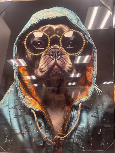 The image shows a framed picture of a pug wearing round glasses and a hoodie. The hoodie is blue with orange tiger stripes on the inside. The glasses are gold-rimmed. The background of the picture is black. Light from a window is reflecting on the picture's surface. The location is Portadown, United Kingdom.