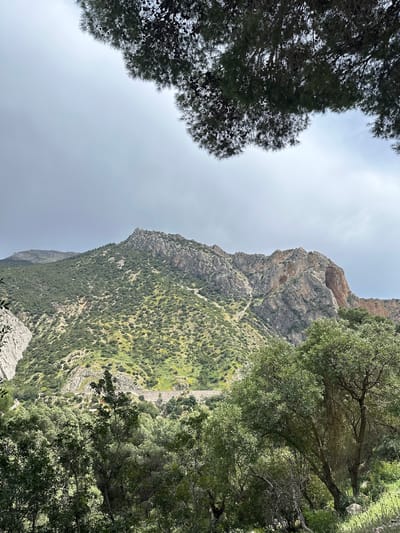 This image captures a rugged mountainous landscape in Ardales, Spain, under a bright, overcast sky. The scene is framed by natural elements. In the upper left portion of the image, the dark, dense foliage of a conifer, likely a pine, with visible pinecones, partially obscures the sky. On the right side, the lighter green leaves and branches of another deciduous tree, possibly an olive tree, extend into the foreground, with diffuse sunlight filtering through its canopy.

The dominant feature of the scene is a steep, rocky mountain face, characterized by shades of grey and brown stone. Its slopes are extensively covered in vibrant green shrubs and smaller trees, indicating a rich Mediterranean vegetation. A notable dark cave or opening is visible high up on the mountain's right side. A narrow, winding trail or path can be discerned traversing the face of the mountain. Further down the slope, closer to what appears to be the valley floor, a linear man-made structure, resembling a road or a retaining wall, is visible, winding through the verdant landscape.

The overall impression is one of majestic natural beauty and a challenging, remote environment. There are no people, explicit activities, or visible text in the image. The time of day appears to be daytime, with the diffused light suggesting cloudy or hazy weather conditions.