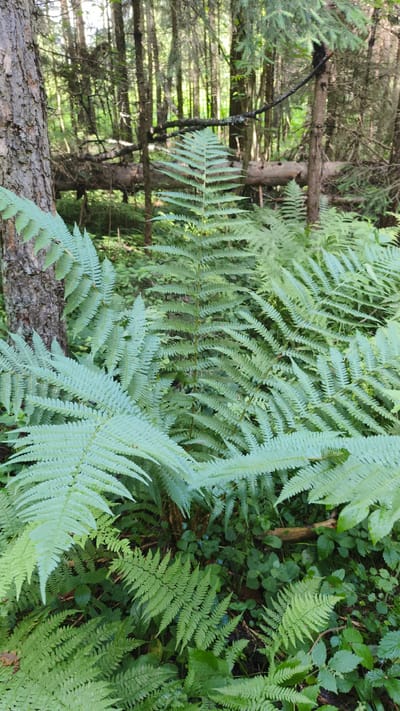 This is a photograph of a forest floor with numerous ferns in various stages of growth. The scene is dominated by the lush green foliage of the ferns, with some of the fronds extending into the foreground. In the background, the trunks of several trees are visible, suggesting a dense woodland environment. There is also evidence of fallen logs and branches scattered on the forest floor. The lighting indicates it is daytime, with dappled sunlight filtering through the canopy. The image does not contain any people or animals, nor does it provide any information that could be used to identify a specific location within the city of Светлана Снт, Russia, beyond it being a natural, wooded area.