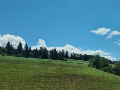 The image depicts a rural landscape under a bright blue sky with scattered white clouds. The foreground is dominated by a gently sloping green meadow, with some patches of darker, drier grass. In the middle ground, there is a field of green crops, possibly a cultivated field, stretching across the frame. Behind the crops, a dense line of dark green coniferous trees forms a treeline on a hillside. The background features a more distant, lighter green forest or wooded area, and the sky is a vivid blue, populated by puffy white clouds. The scene is characteristic of the Austrian countryside, likely in a rural area such as Sankt Marein bei Neumarkt, known for its rolling hills and agricultural lands. No people or specific structures are visible, emphasizing the natural environment.