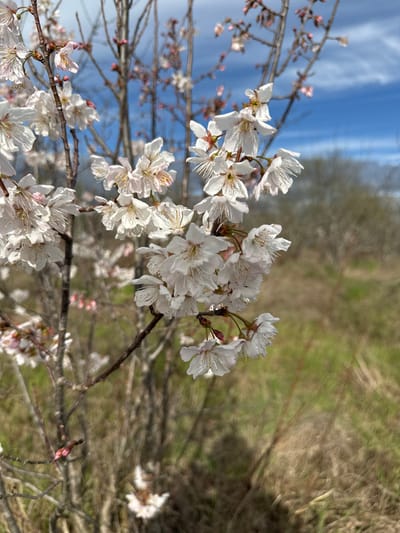The image displays a close-up, high-angle view of a blooming tree branch in Fundão, Portugal. The central focus is a cluster of white to pale pink blossoms, each possessing multiple petals and prominent yellow-tipped stamens. These flowers are attached to a slender, light brown branch that also bears several unopened, pink-tinged buds. In the midground, additional bare branches from similar trees, similarly adorned with out-of-focus blossoms and buds, are visible. The upper background features a clear blue sky with faint white cloud formations. The lower background consists of a blurred expanse of dry, light brown grass interspersed with patches of green vegetation, and indistinct, defoliated tree shapes further in the distance. No human figures or distinct actions are present.