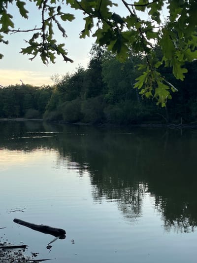 The image shows a tranquil lake scene at dusk, likely within the commune of Sonchamp, France. In the foreground, a dark, rough-textured log floats diagonally in the calm, reflective water, partially submerged and casting a shadow. The water's surface exhibits subtle ripples, creating distorted reflections of the surrounding environment. The shoreline is visible to the left, composed of mud and scattered debris, with some small branches extending into the water.
The middle ground features the expansive lake, its dark water reflecting the dense foliage of trees and shrubs that line the opposite bank. These trees form a dark, unbroken wall of green, with varying textures and shades indicating different species. The sky above the treeline is pale and washed out, suggesting the fading light of sunset or sunrise.
In the upper portion of the image, the branches of an oak tree, with its distinctive lobed leaves, overhang the scene. The leaves are a deep green, some appearing slightly dew-kissed. The overall atmosphere is peaceful and natural, indicative of a secluded lakeside environment. There are no people or animals visible in the frame.